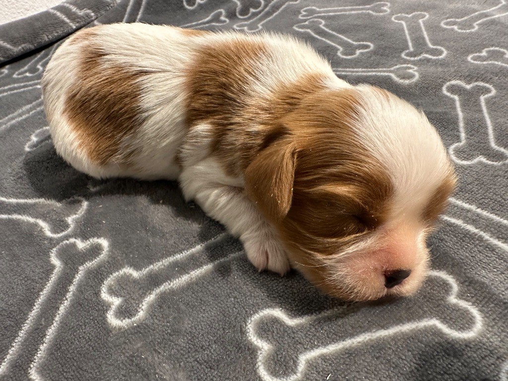 du domaine de la Tournelle - Chiot disponible  - Cavalier King Charles Spaniel