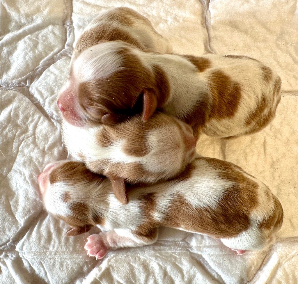 du domaine de la Tournelle - Chiot disponible  - Cavalier King Charles Spaniel