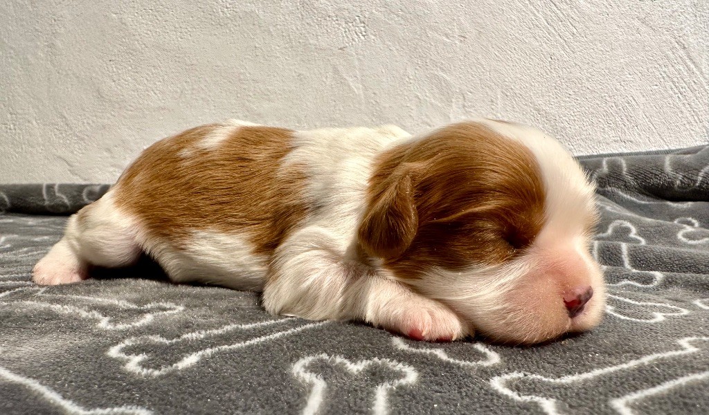 du domaine de la Tournelle - Chiot disponible  - Cavalier King Charles Spaniel