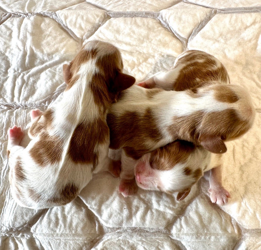 chiot Cavalier King Charles Spaniel du domaine de la Tournelle