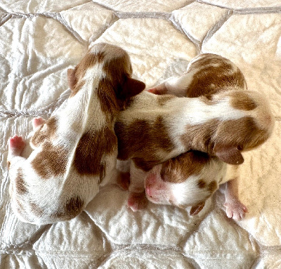 du domaine de la Tournelle - Cavalier King Charles Spaniel - Portée née le 23/01/2025