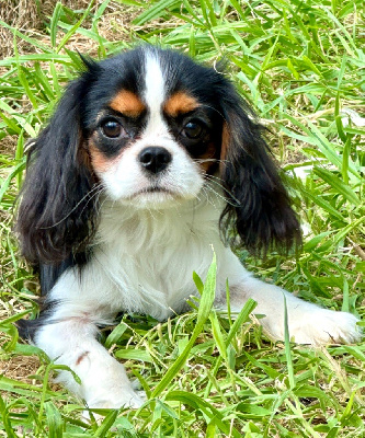 du domaine de la Tournelle - Cavalier King Charles Spaniel - Portée née le 20/01/2024