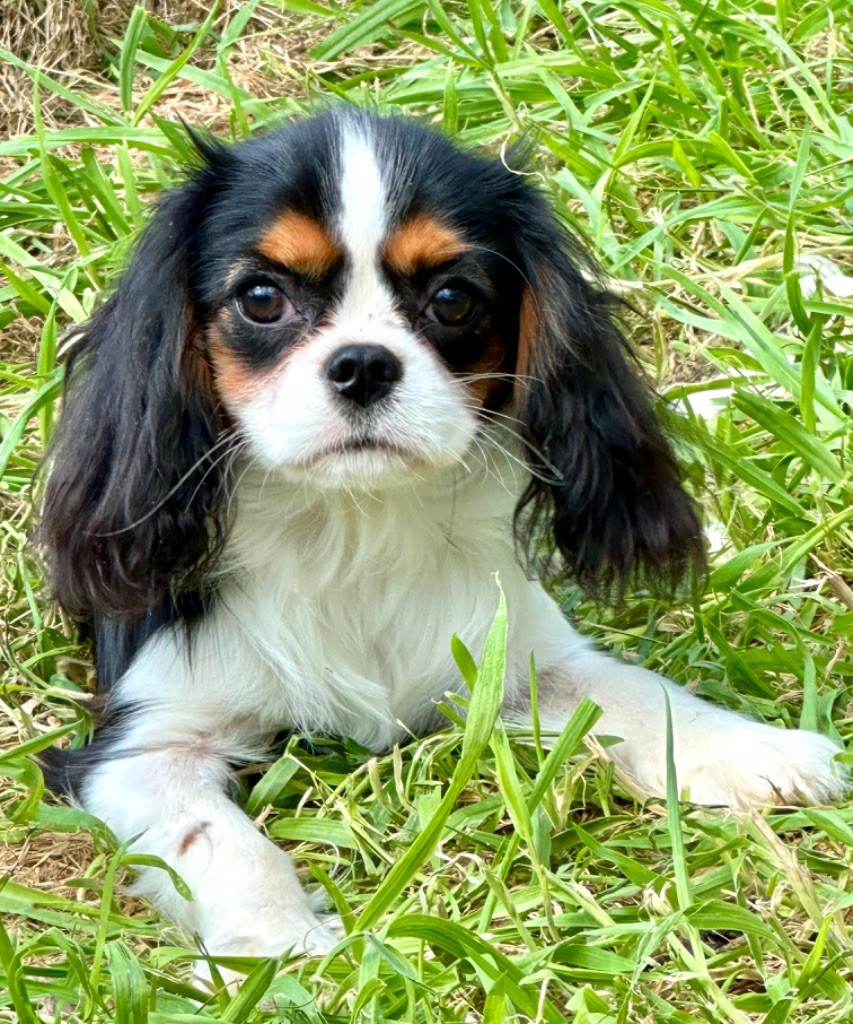 chiot Cavalier King Charles Spaniel du domaine de la Tournelle