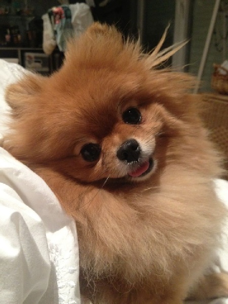 Hopium du domaine de la Tournelle