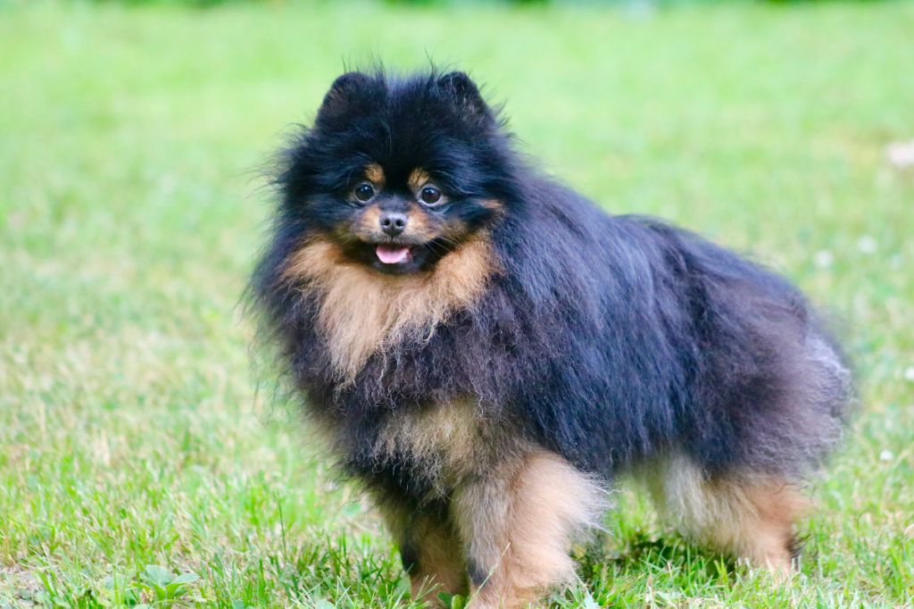 Nymphea du domaine de la Tournelle