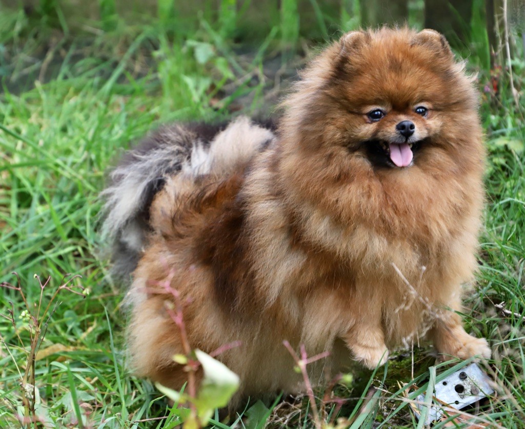 Numero 5 du domaine de la Tournelle