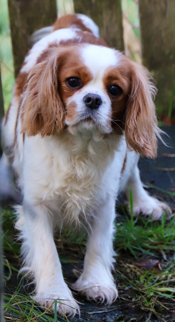 Oz du domaine de la Tournelle