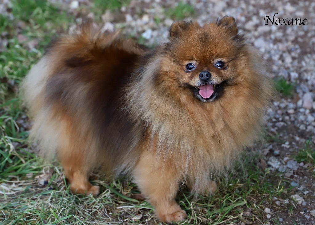 Noxane du domaine de la Tournelle