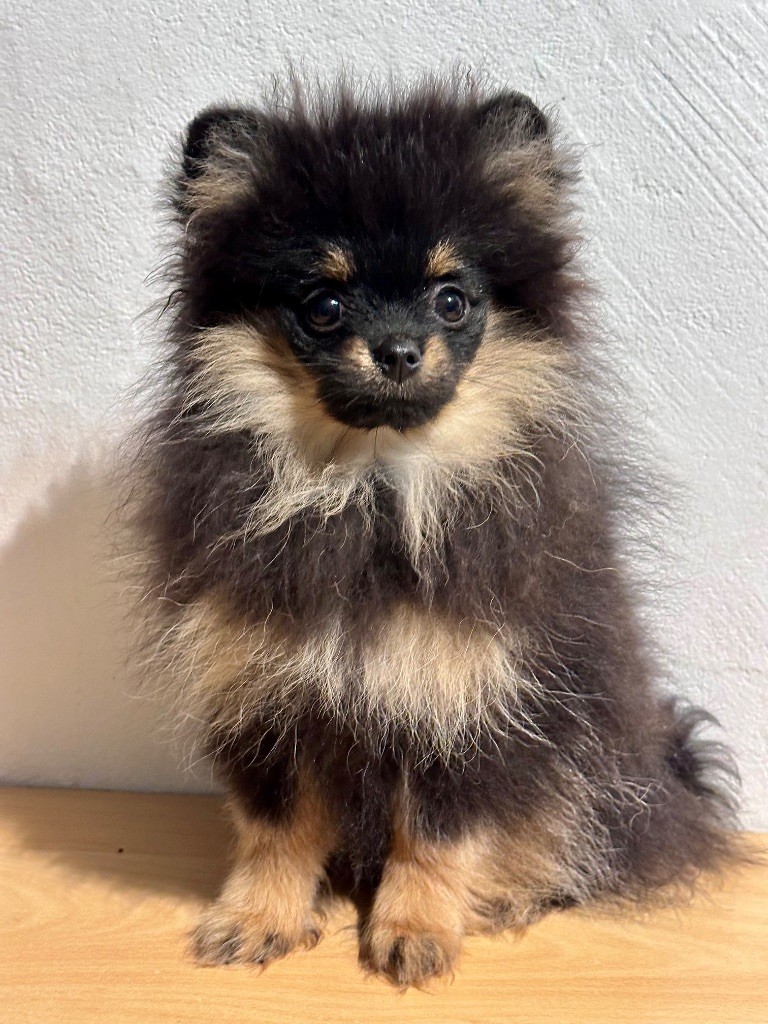 du domaine de la Tournelle - ABBA