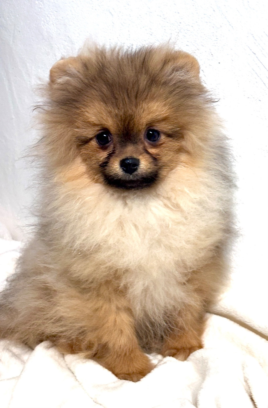 du domaine de la Tournelle - Chiots disponibles - Spitz allemand