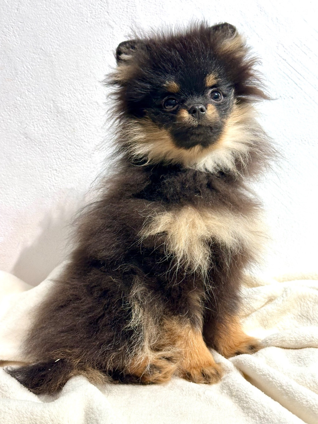 du domaine de la Tournelle - Chiots disponibles - Spitz allemand