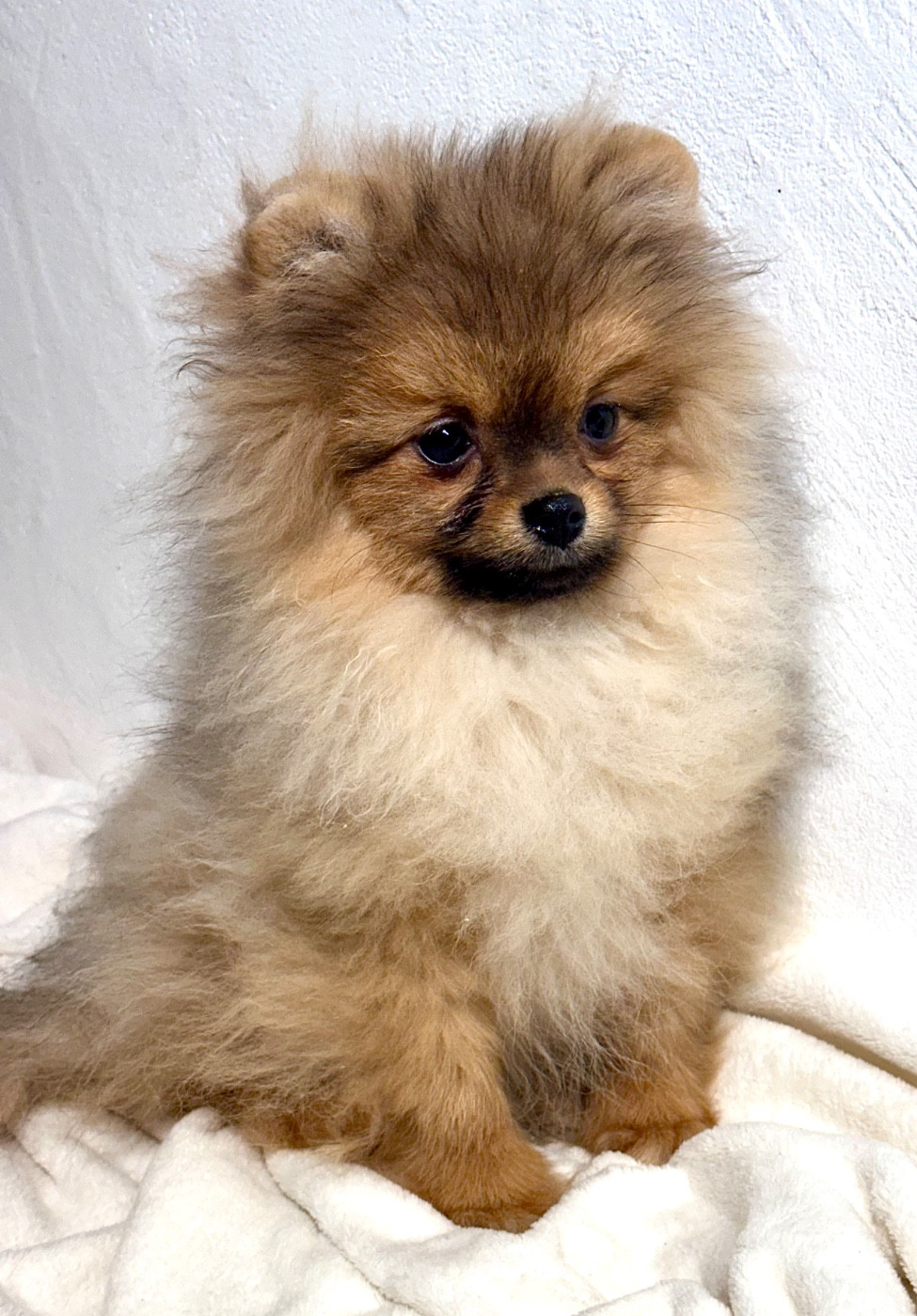 Chiot Spitz allemand du domaine de la Tournelle