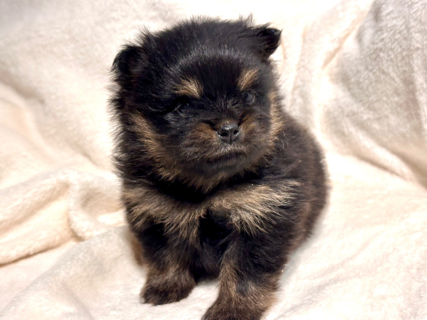 du domaine de la Tournelle - Chiots disponibles - Spitz allemand