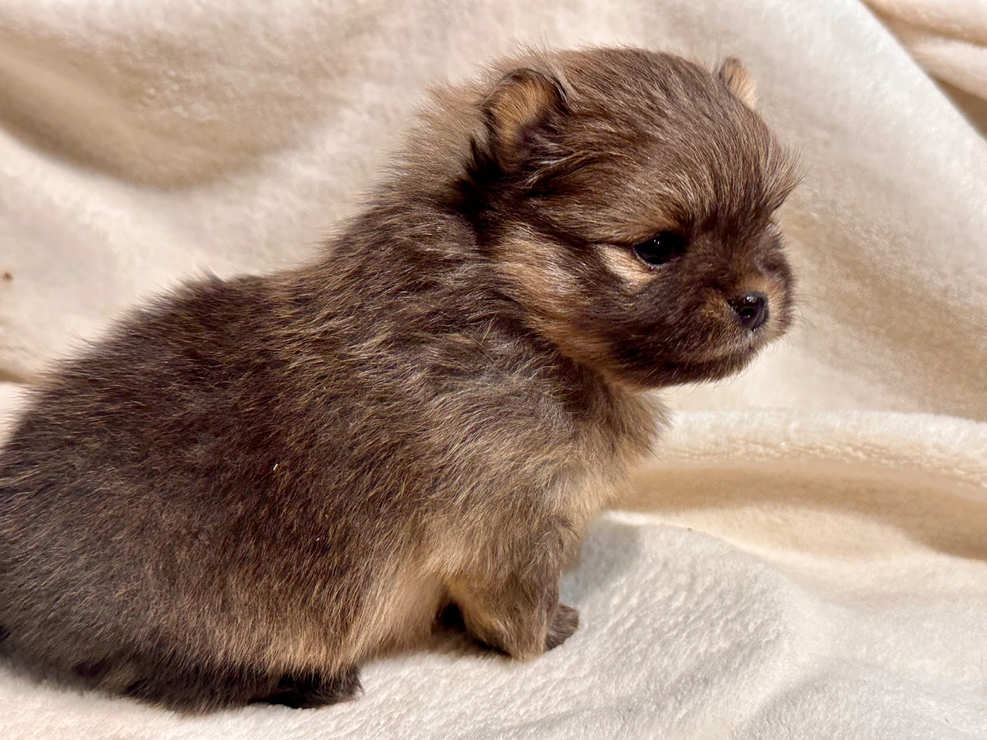 du domaine de la Tournelle - Chiots disponibles - Spitz allemand