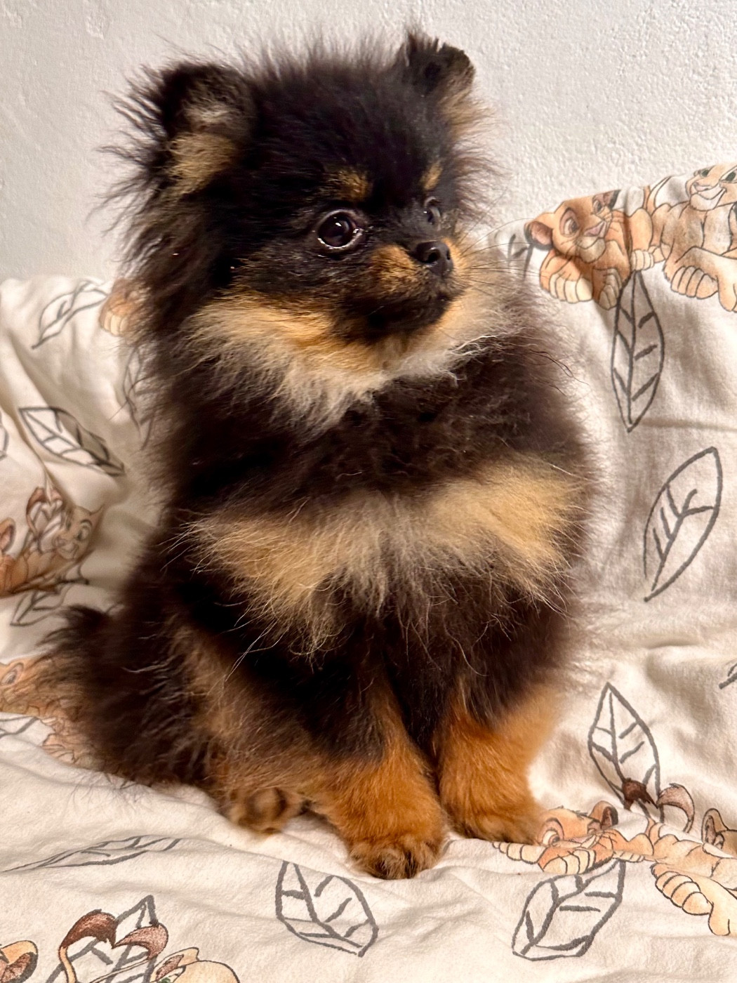 du domaine de la Tournelle - Chiots disponibles - Spitz allemand