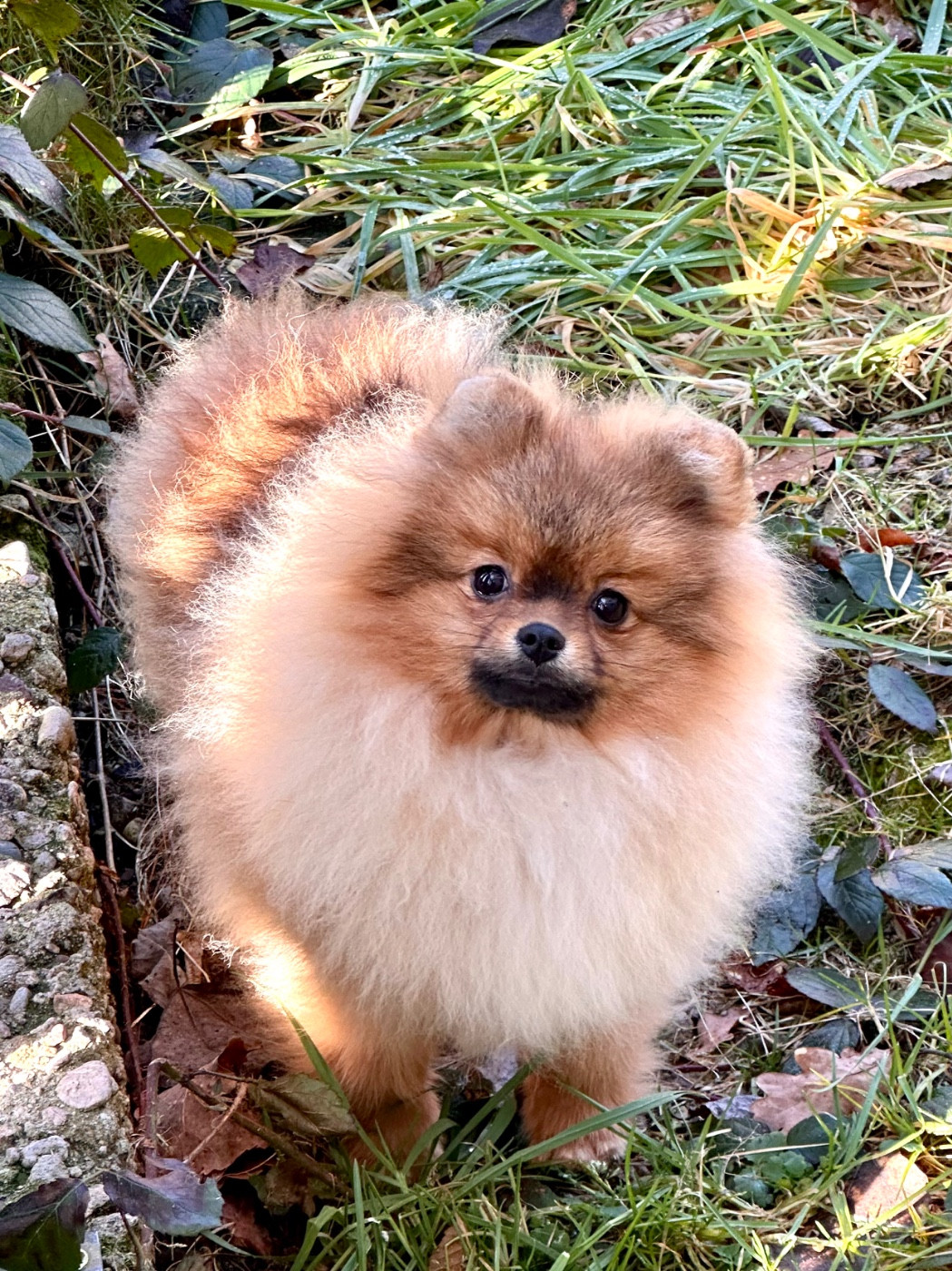 du domaine de la Tournelle - Chiots disponibles - Spitz allemand