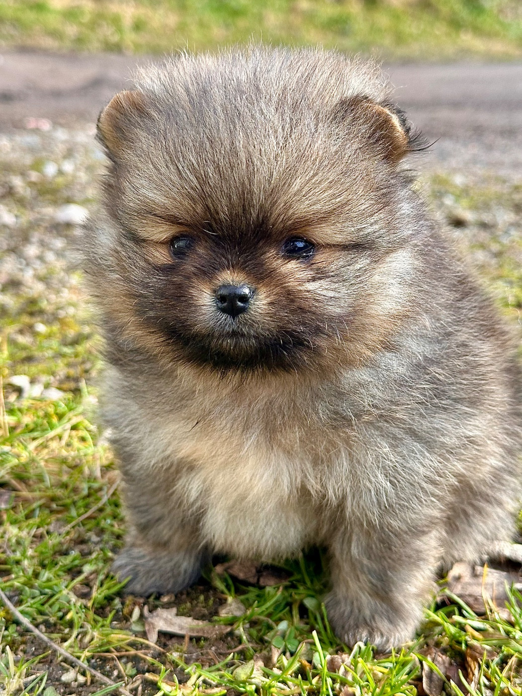 du domaine de la Tournelle - Chiots disponibles - Spitz allemand