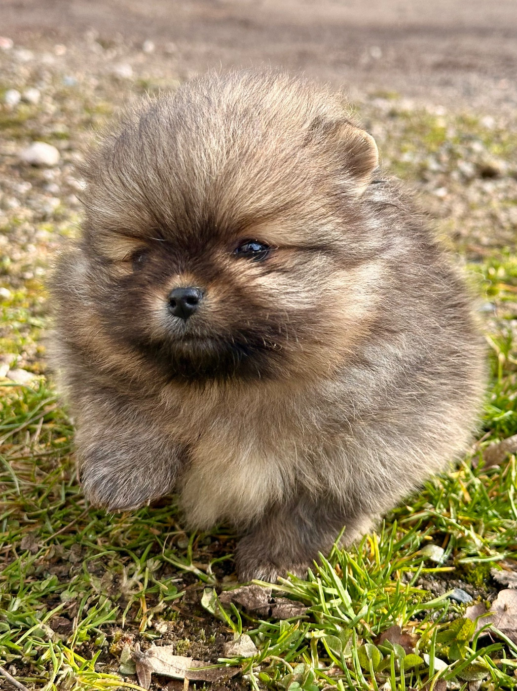 du domaine de la Tournelle - Spitz allemand - Portée née le 13/12/2025