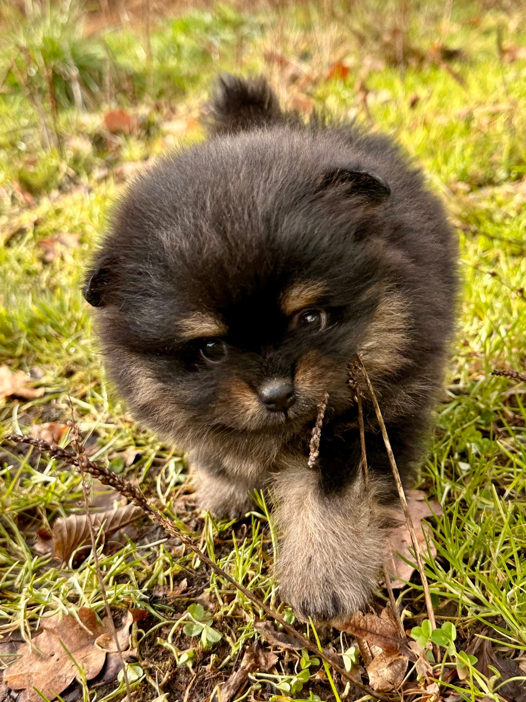 du domaine de la Tournelle - Chiots disponibles - Spitz allemand