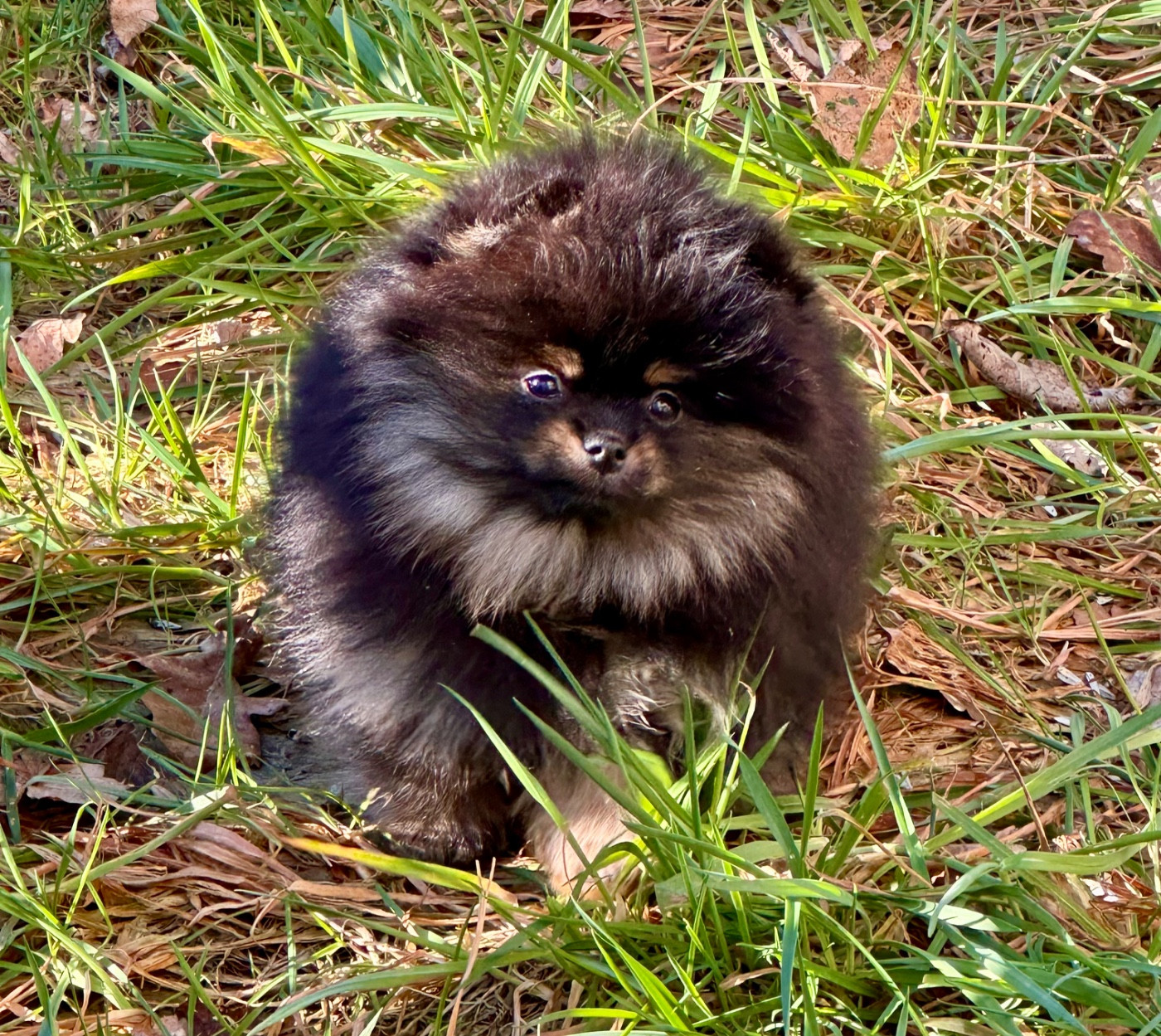 du domaine de la Tournelle - Chiots disponibles - Spitz allemand