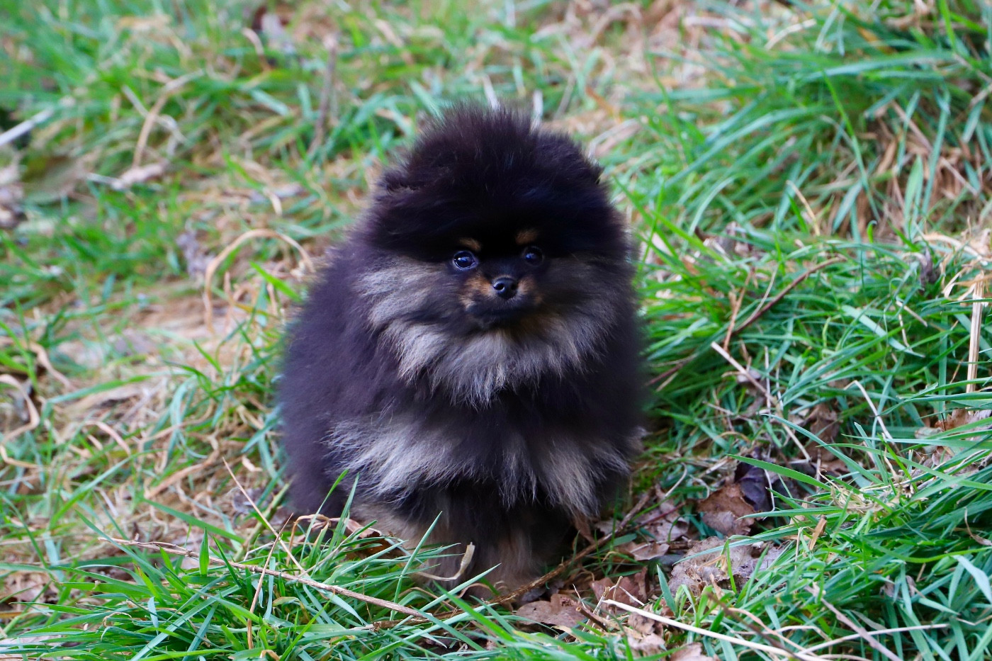 Chiot Spitz allemand du domaine de la Tournelle