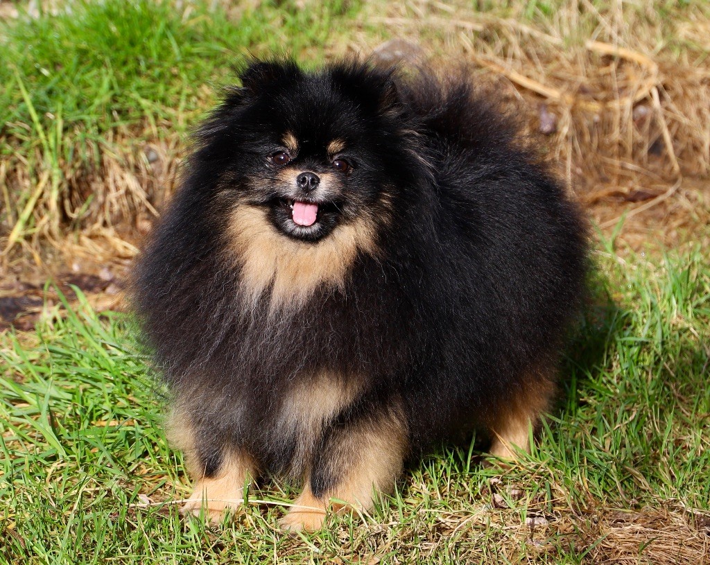 du domaine de la Tournelle - Spitz allemand - Portée née le 19/04/2022